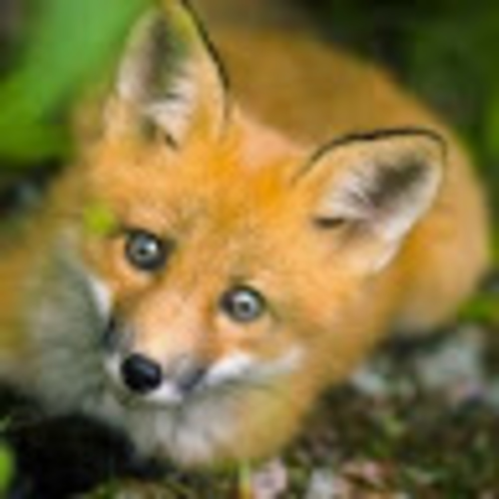 Meet your Posher, Kfox1103